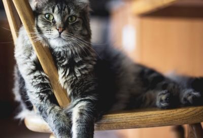 A gray tabby cat relaxing on a wooden chair.