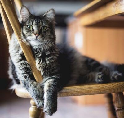 A gray tabby cat relaxing on a wooden chair.